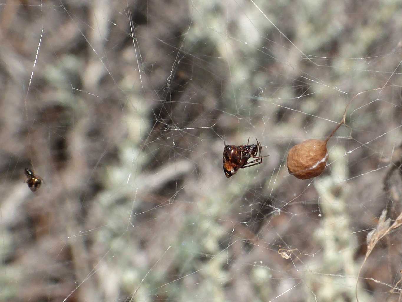 Ancora qualche Argyrodes - Palau (OT)